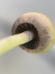 Panaeolus foenisecii