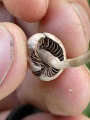 Panaeolus foenisecii
