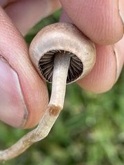 Panaeolus foenisecii
