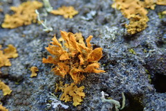 Teloschistes velifer