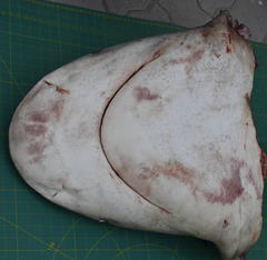 Carcharhinus amboinensis