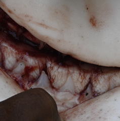 Carcharhinus amboinensis