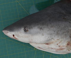 Carcharhinus amboinensis