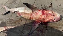 Carcharhinus amboinensis