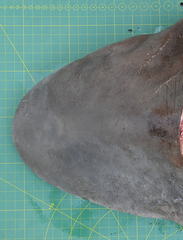 Carcharhinus amboinensis