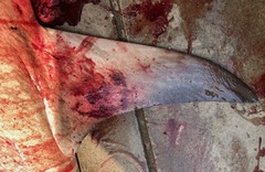 Carcharhinus amboinensis