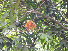 Saraca asoca