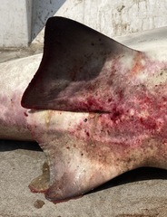 Carcharhinus amboinensis