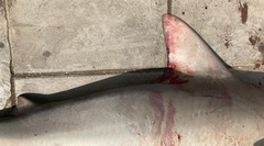 Carcharhinus amboinensis