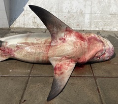 Carcharhinus amboinensis