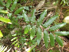 Cupaniopsis flagelliformis