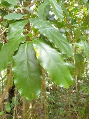 Pennantia cunninghamii