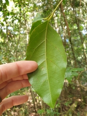 Pennantia cunninghamii