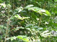 Putranjiva roxburghii