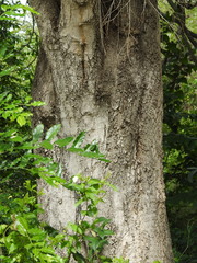 Putranjiva roxburghii