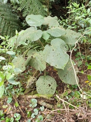 Dendrocnide excelsa