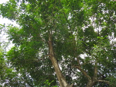 Putranjiva roxburghii