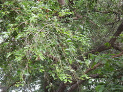 Putranjiva roxburghii