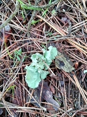 Parmotrema hypoleucinum