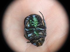 Protaetia angustata
