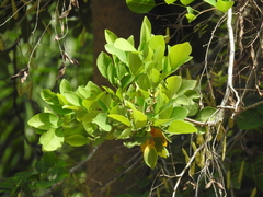 Millettia peguensis