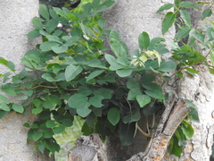 Millettia peguensis