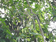 Millettia peguensis