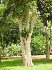 Millettia peguensis