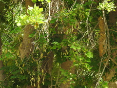 Millettia peguensis