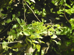 Millettia peguensis