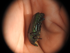 Protaetia angustata
