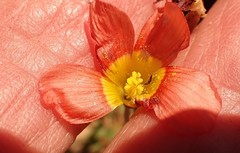Oxalis inaequalis