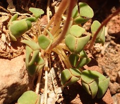 Oxalis inaequalis