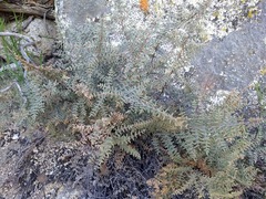 Pellaea mucronata mucronata