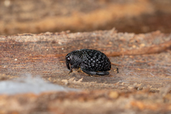 Melanterius semiporcatus