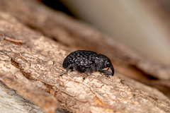 Melanterius semiporcatus