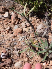 Pachypodium