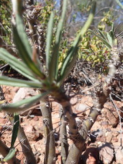 Pachypodium