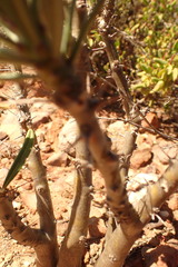 Pachypodium