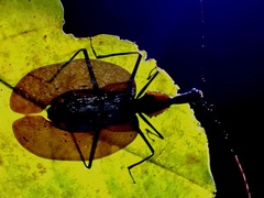 Mormolyce phyllodes