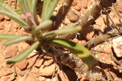 Pachypodium