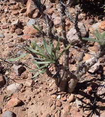 Pachypodium