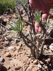 Pachypodium