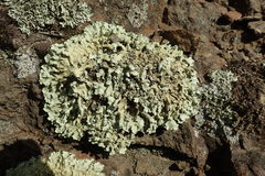 Flavoparmelia haysomii