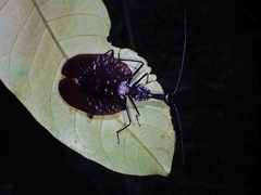 Mormolyce phyllodes
