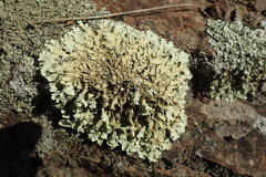 Flavoparmelia haysomii