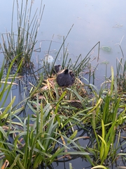 Fulica atra australis