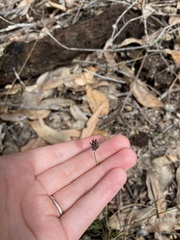 Amphipogon
