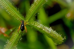 Trigonidium cicindeloides