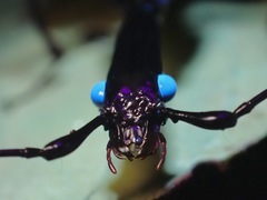 Mormolyce phyllodes